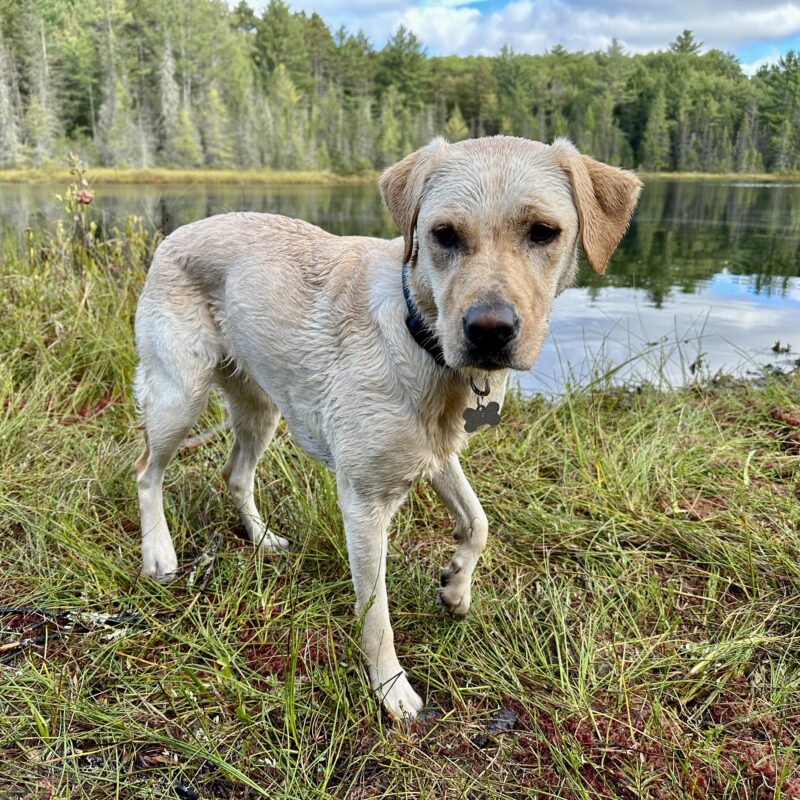 Goose berry